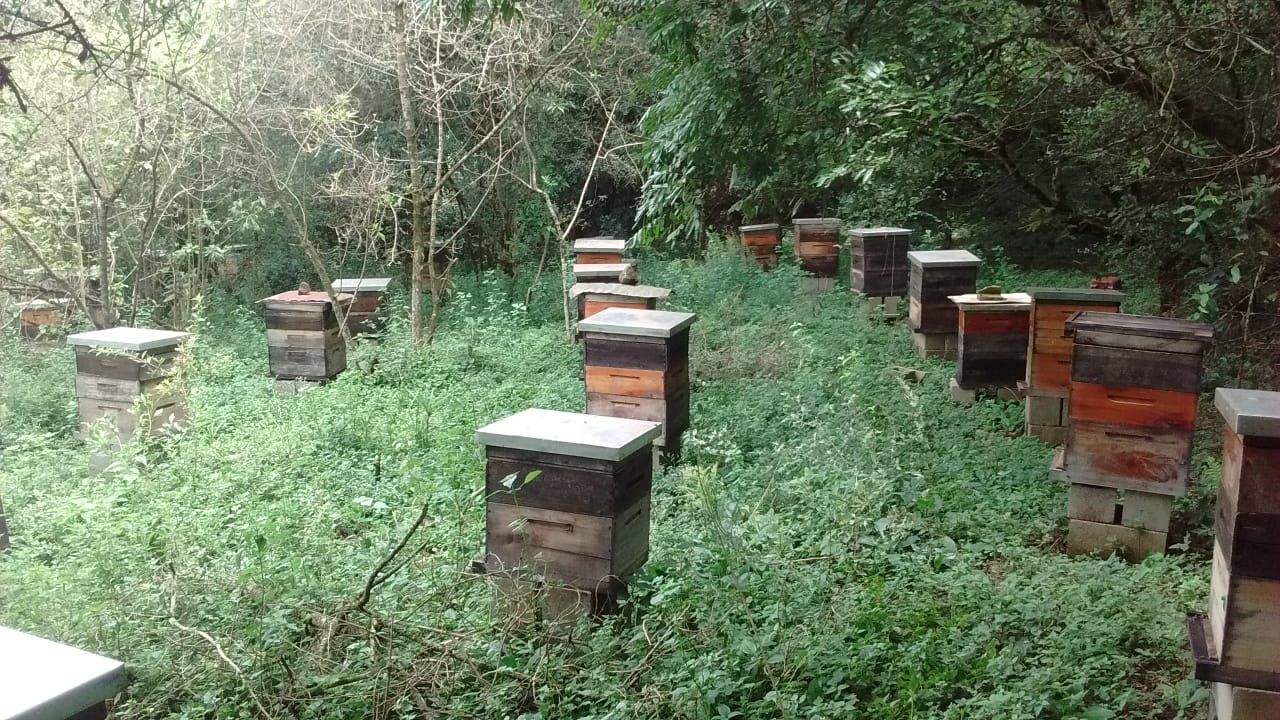 Local onde houve morte de abelhas em Ijuí